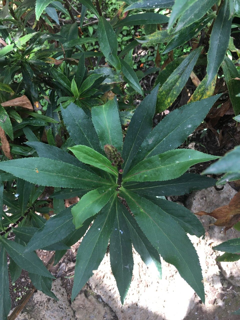 Digitalis canariensis leaf