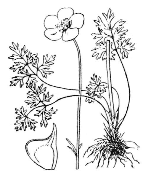 Ranunculus canutii — houseplant care guide