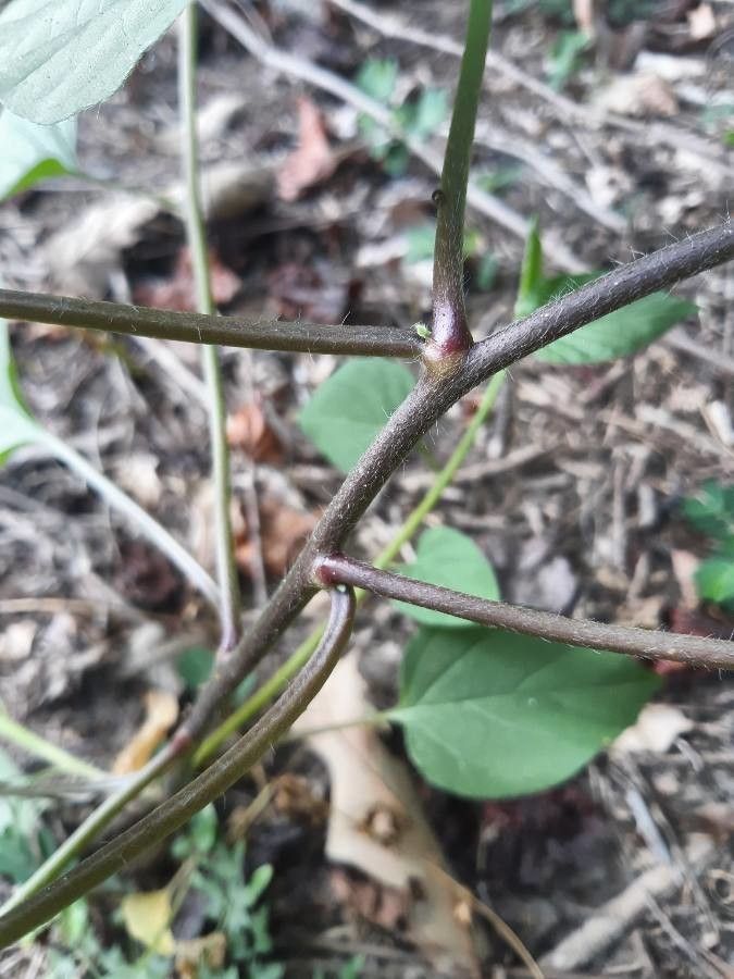Jacquemontia tamnifolia bark