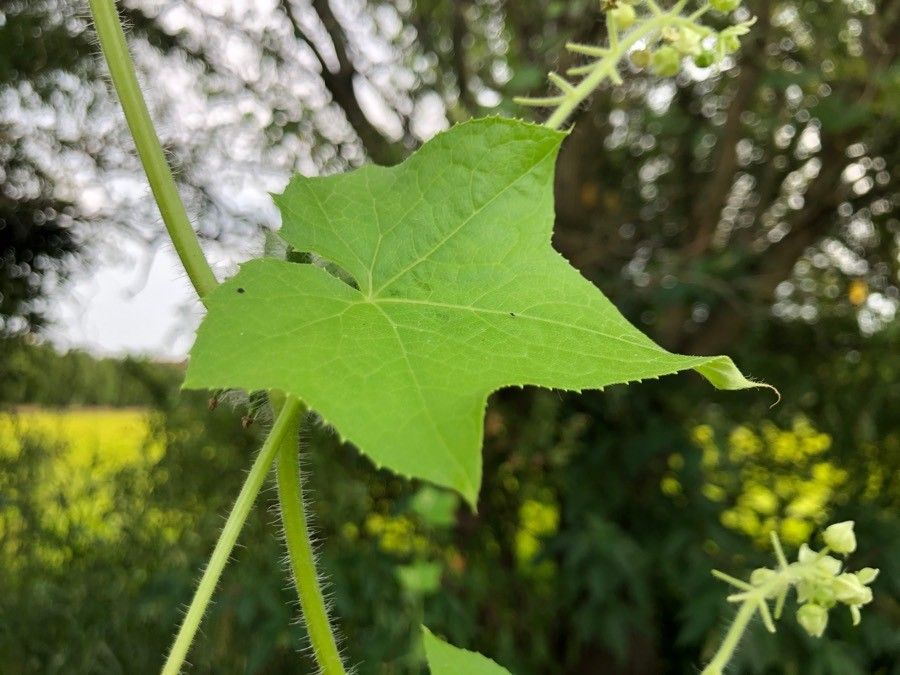 Sicyos angulata leaf