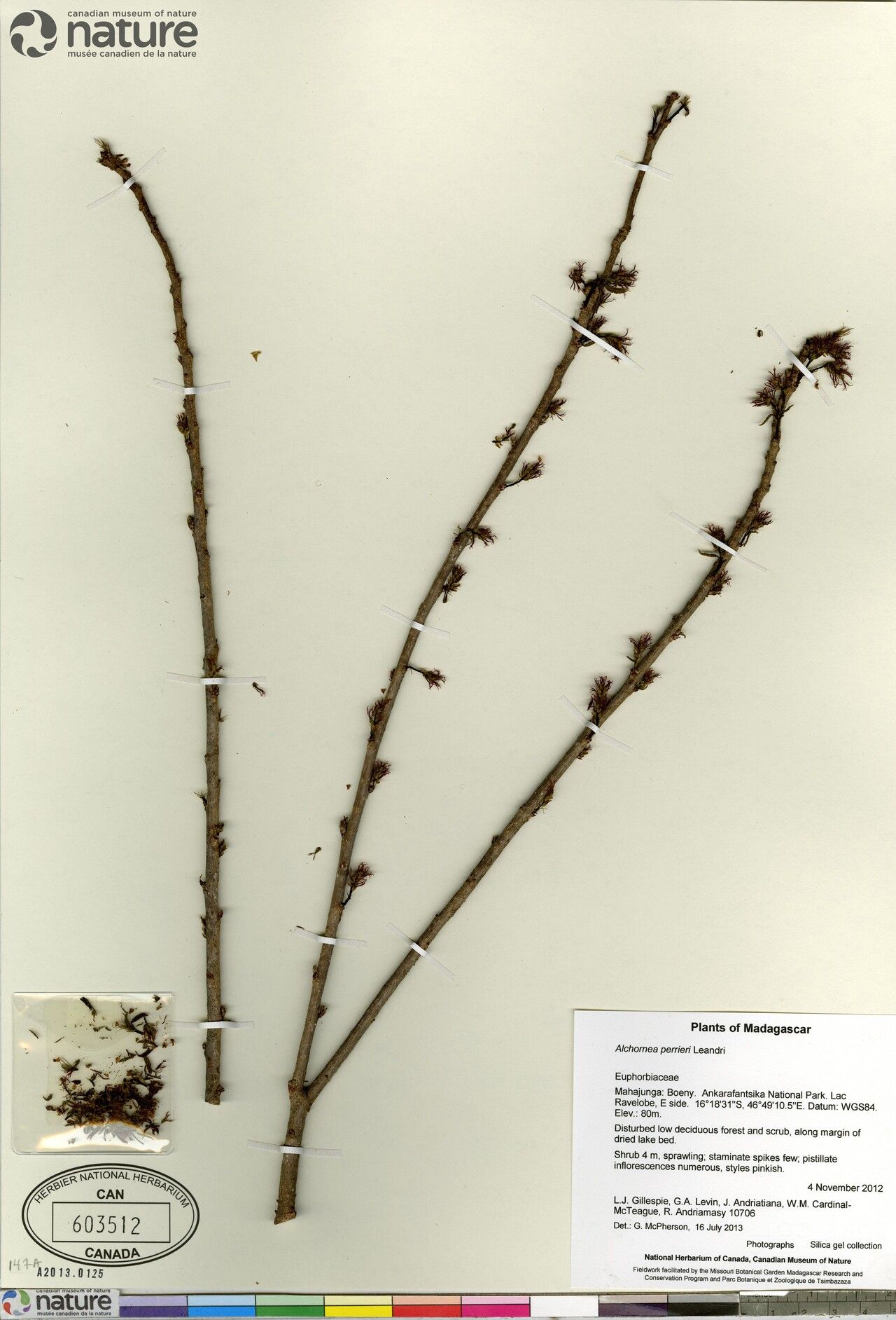 Alchornea perrieri — houseplant care guide