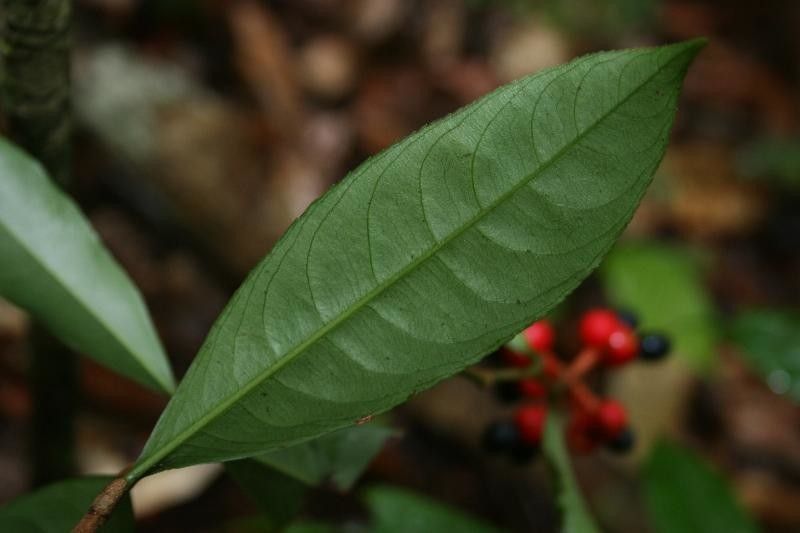 Ouratea pendula leaf