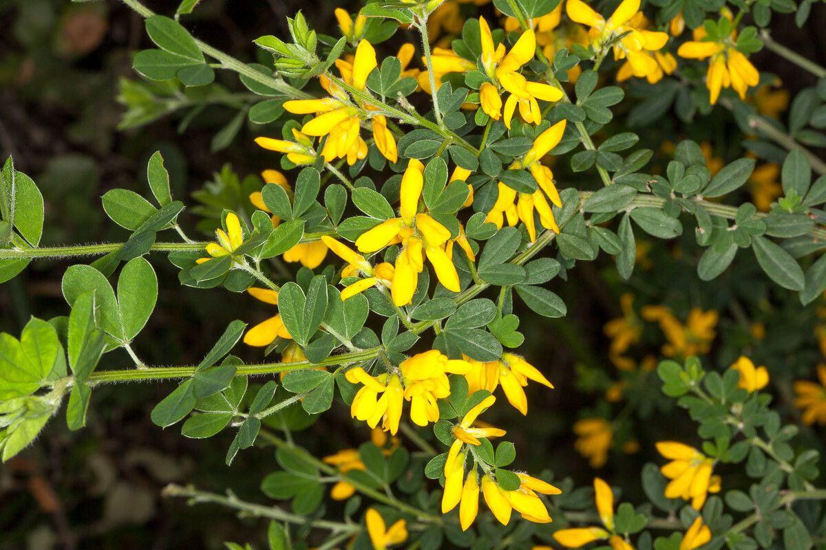 Genista monspessulana flower