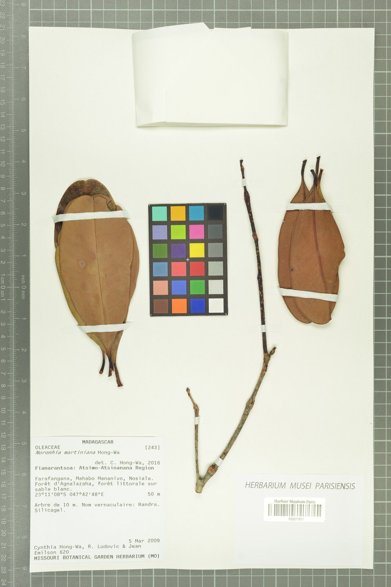 Noronhia martiniana — houseplant care guide