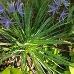 Camassia leichtlinii