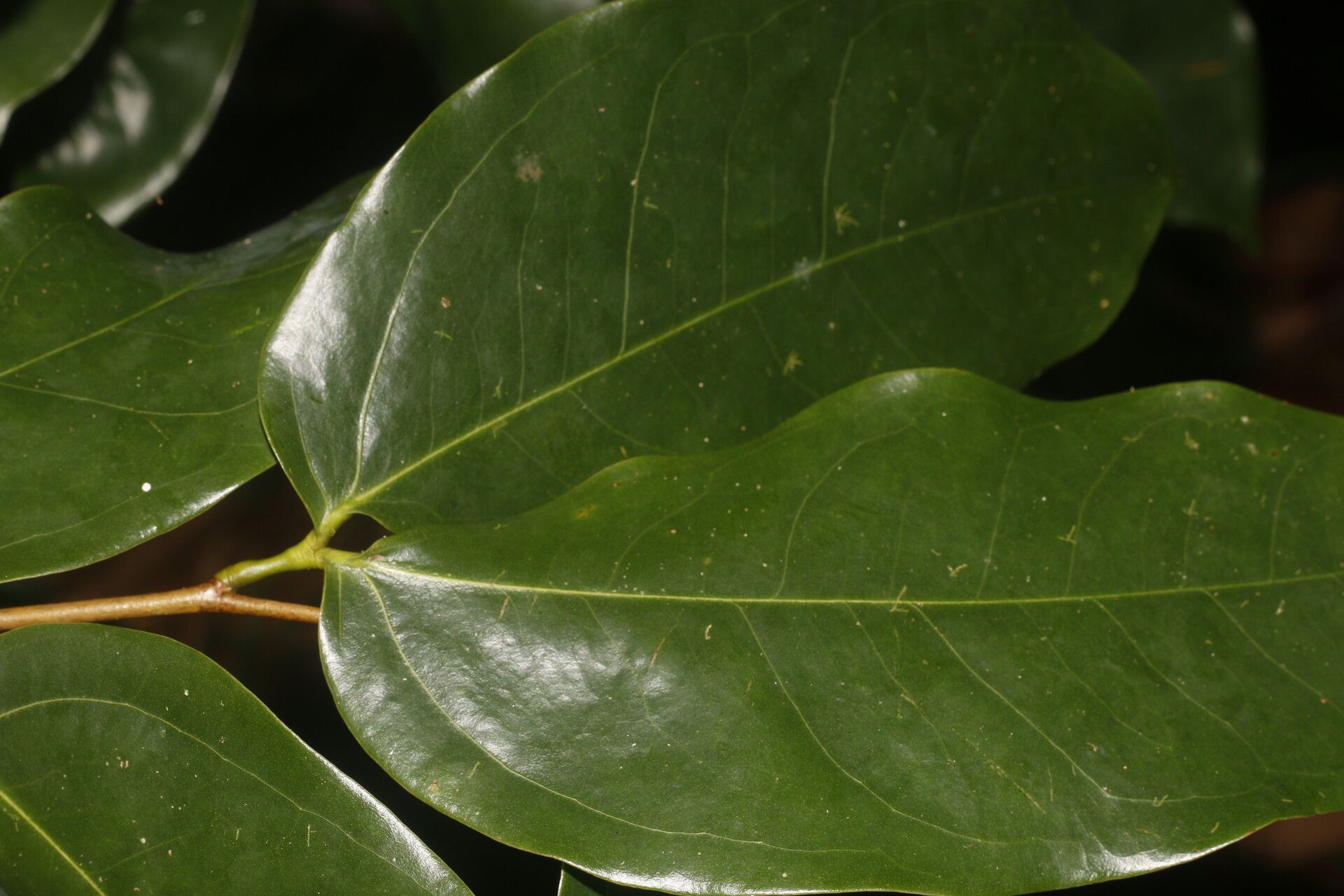 Hymenaea osanigraseminae — houseplant care guide