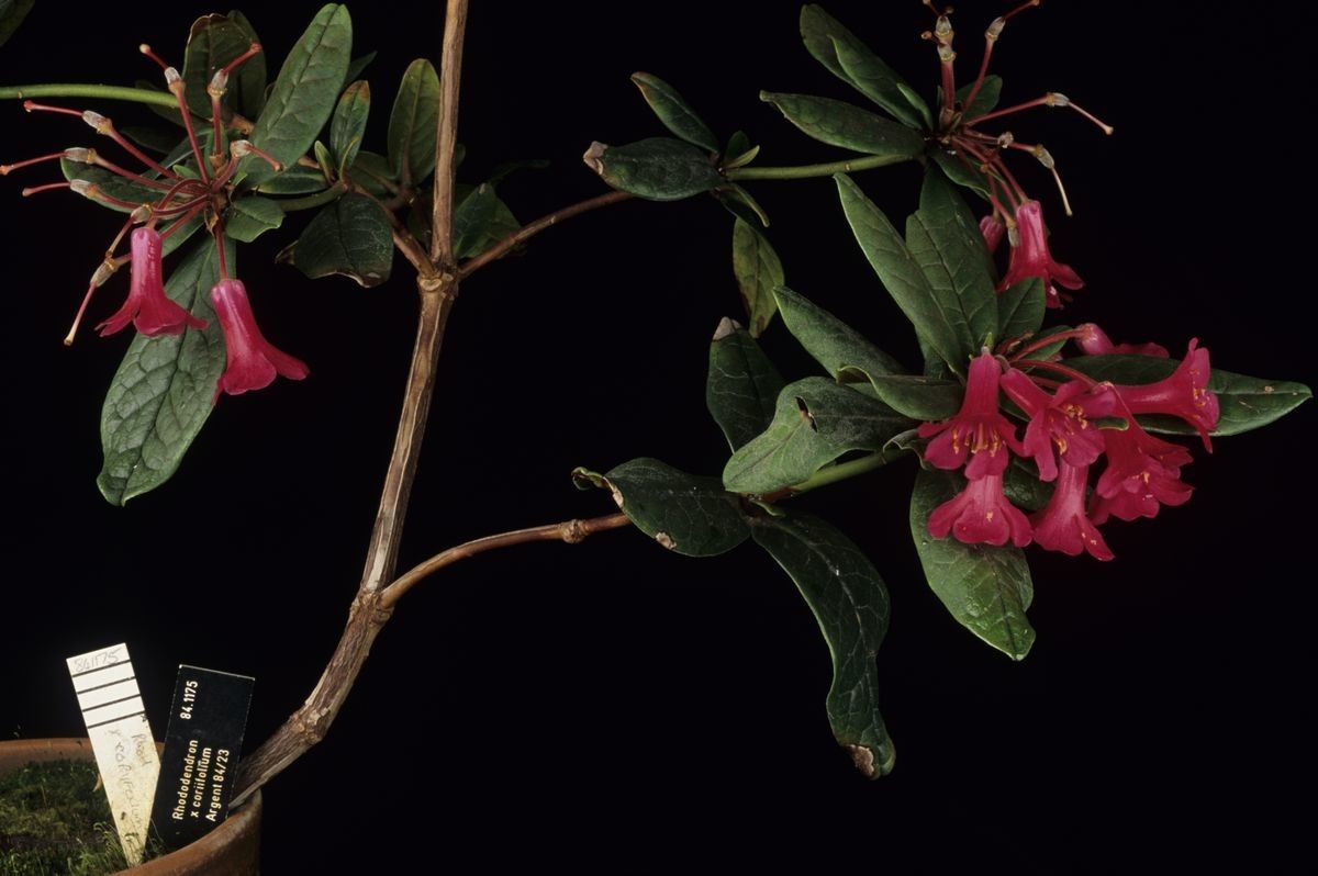 Rhododendron × coriifolium — houseplant care guide