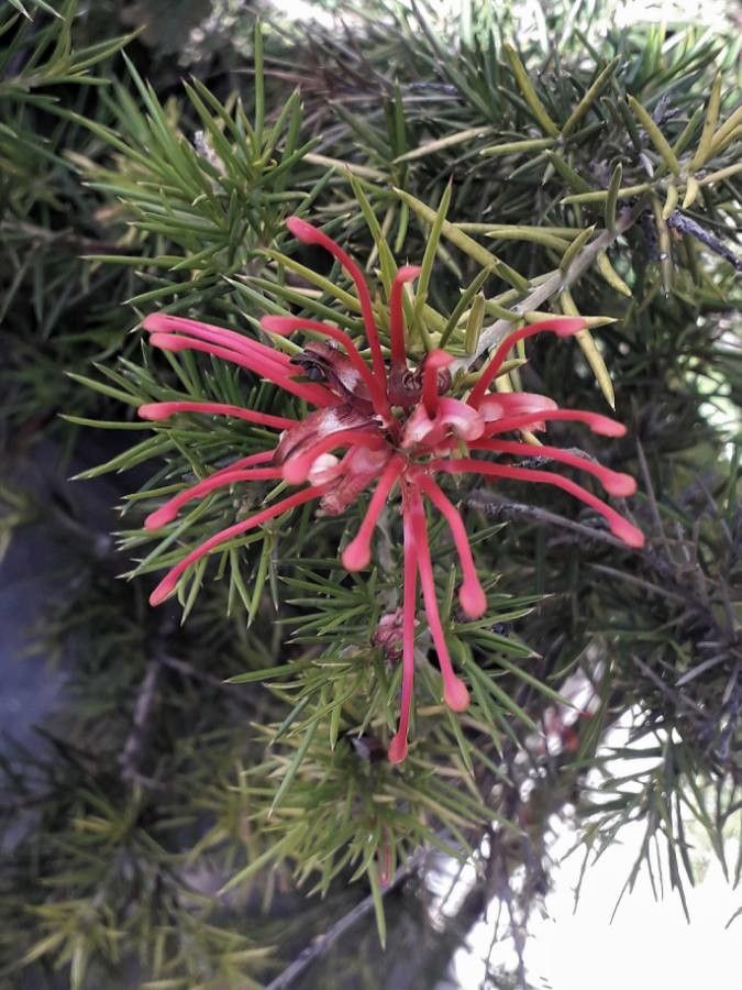 Grevillea rosmarinifolia flower