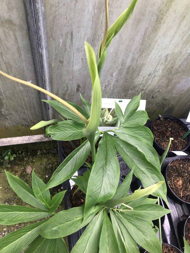 Arisaema peltatum — search result for 'Arisaema'