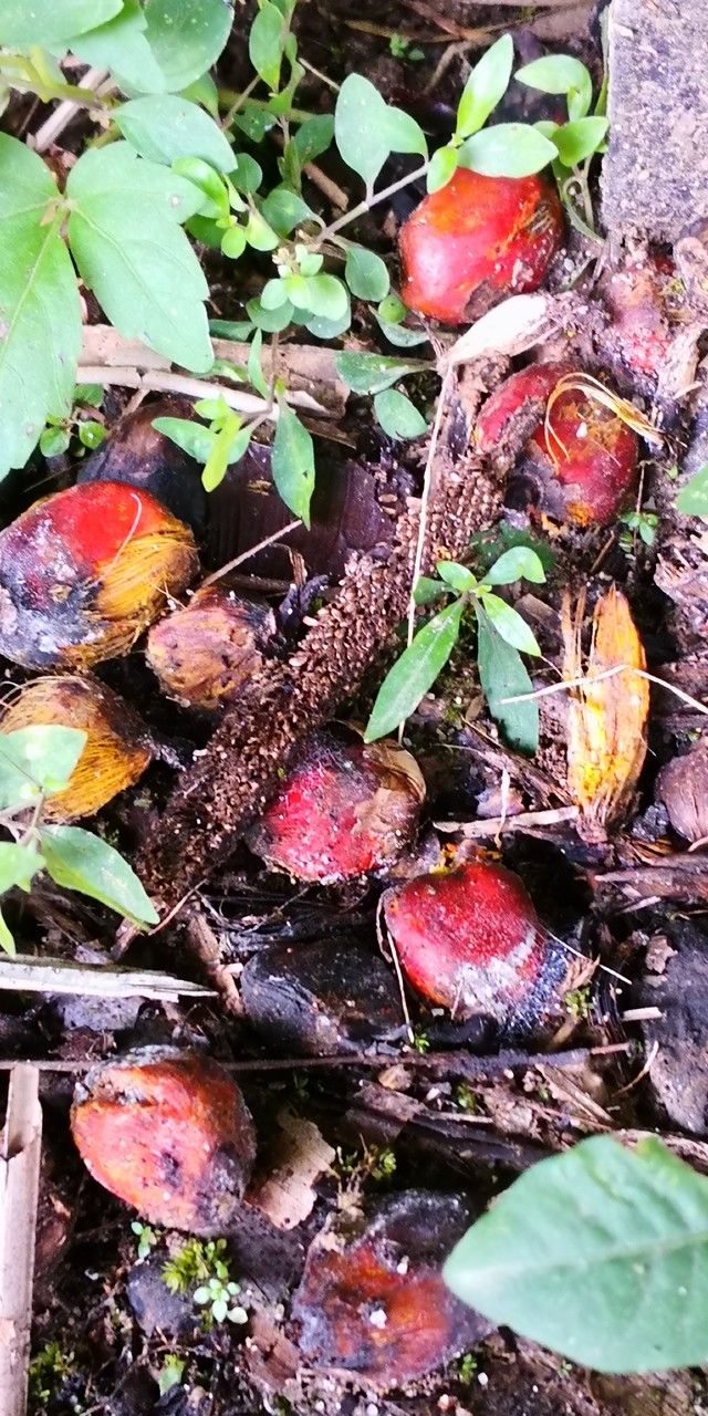 Pandanus furcatus fruit