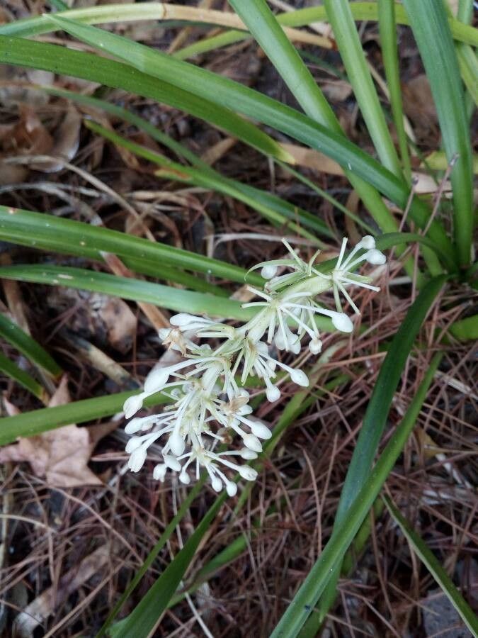 Ophiopogon jaburan flower