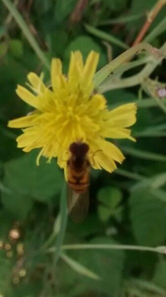 Podospermum laciniatum flower