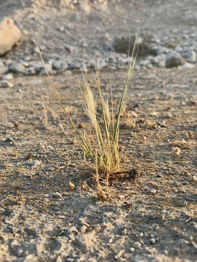 Festuca fasciculata flower