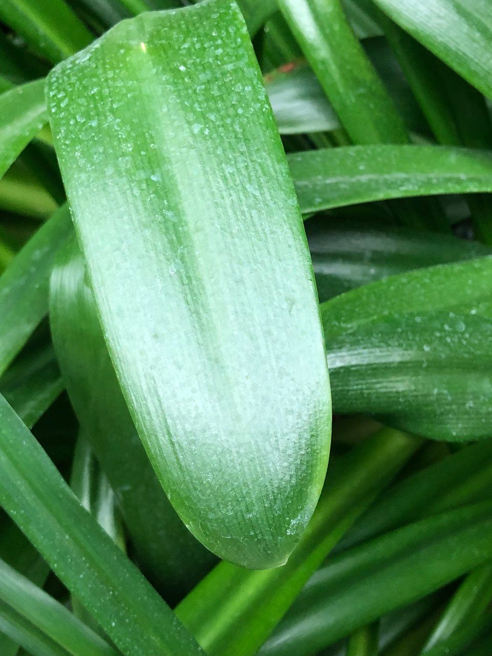 Agapanthus spp. fruit