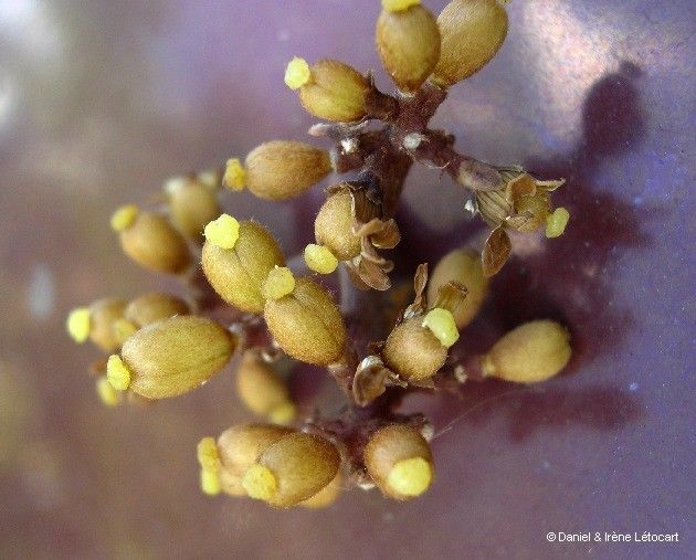 Pittosporum morierei fruit