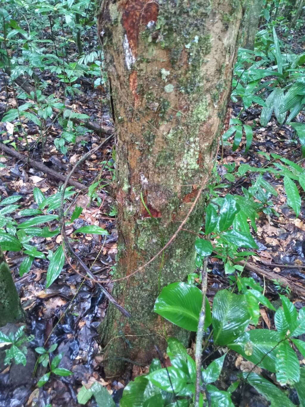 Guarea carinata bark
