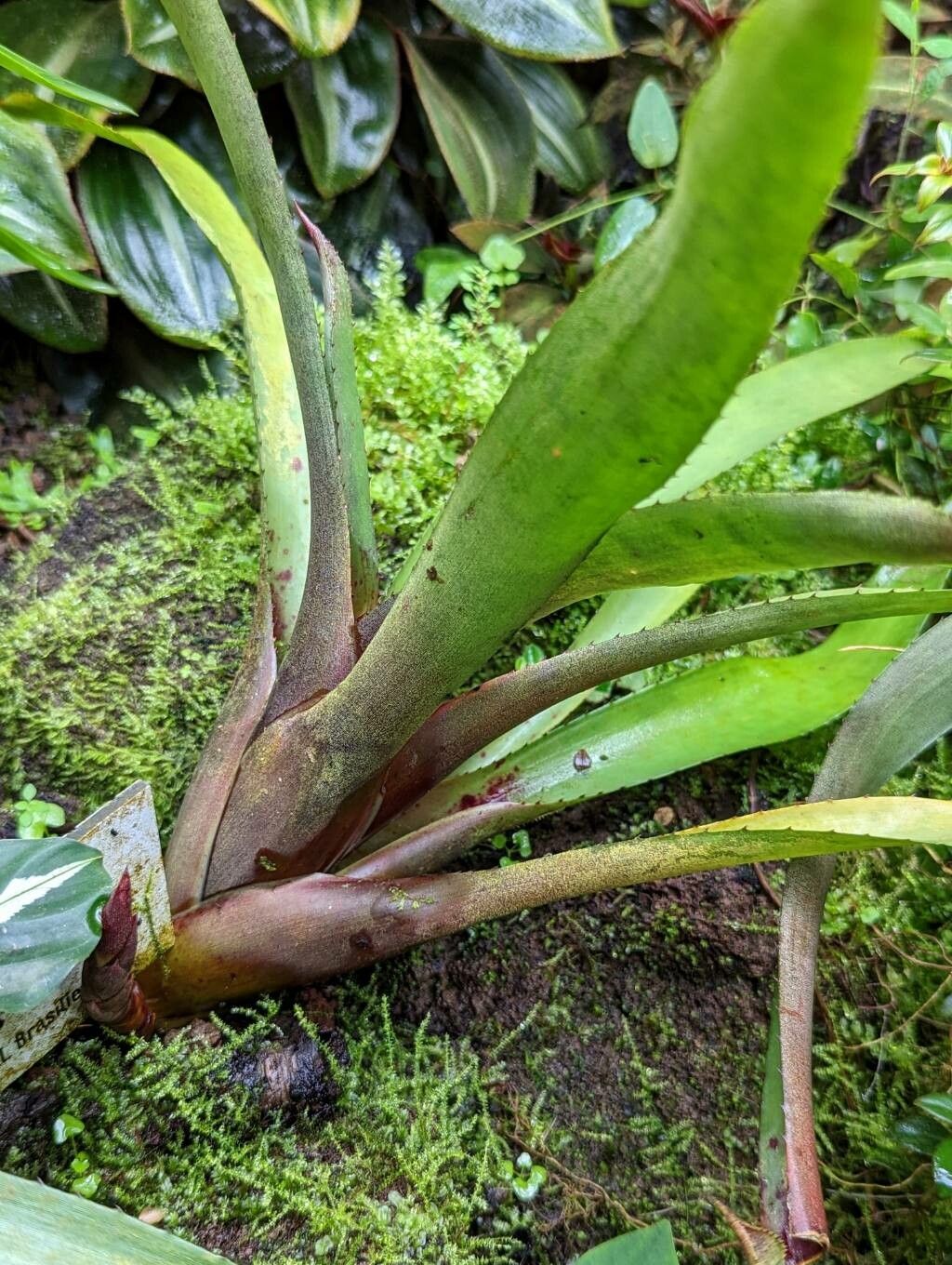 Neoregelia cyanea leaf