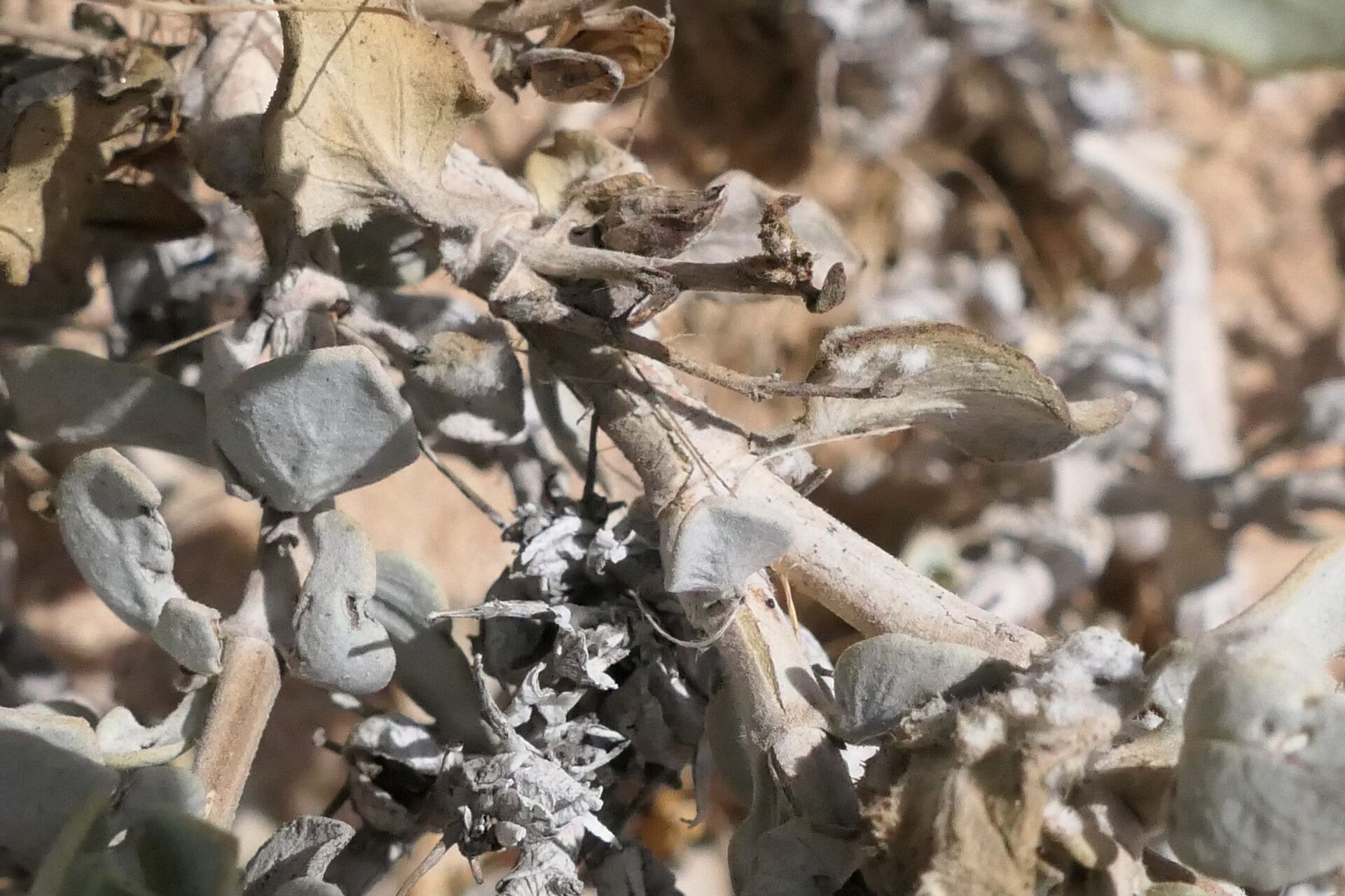 Petalidium pilosibracteolatum bark