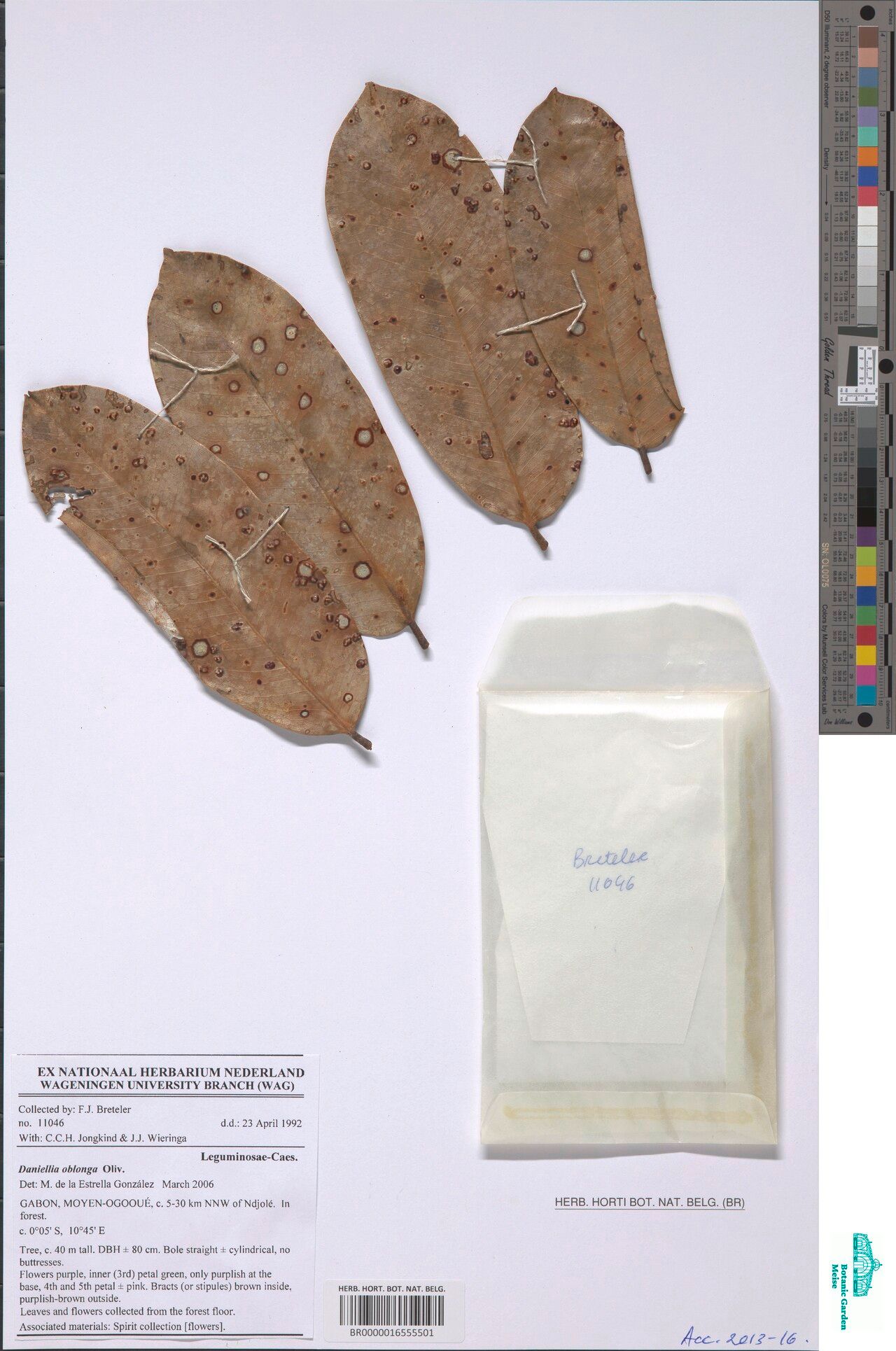 Daniellia oblonga — related species from the same genus