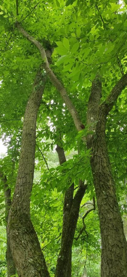 Halesia tetraptera habit