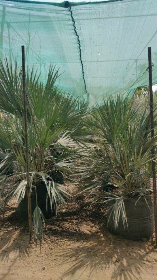 Nannorrhops ritchieana habit