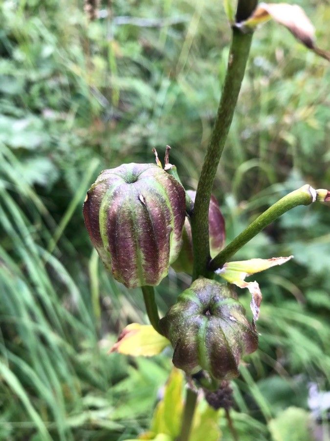 Lilium martagon fruit