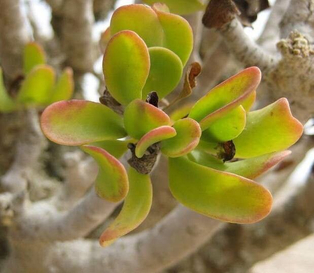 Othonna furcata leaf