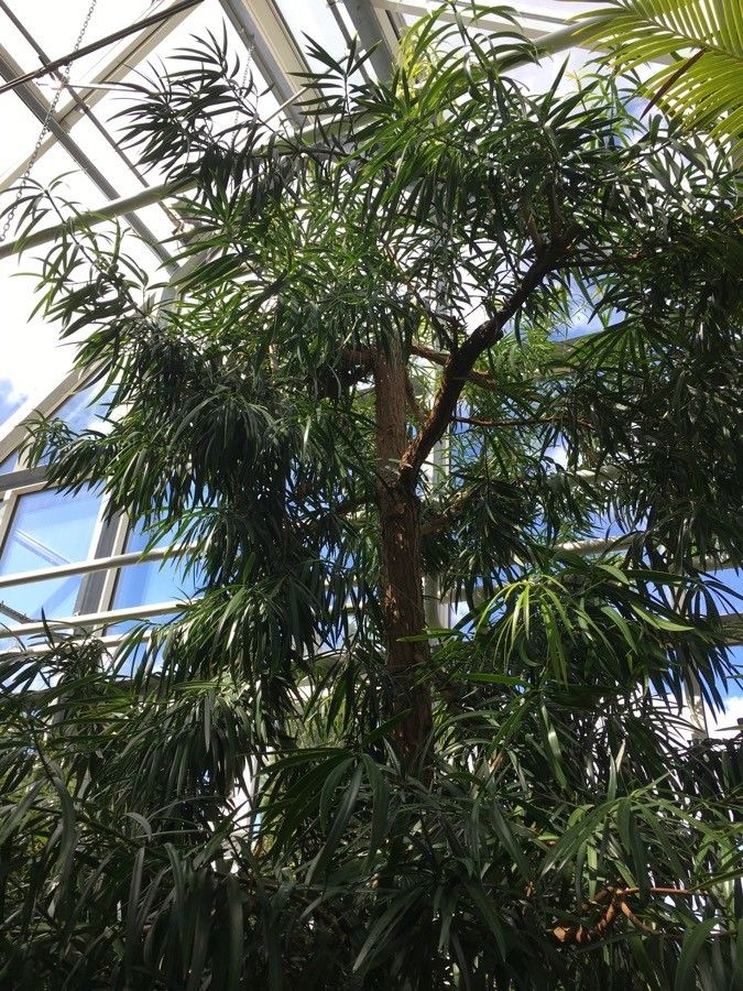 Podocarpus milanjianus habit