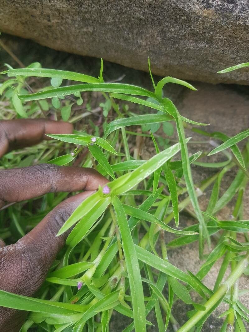 Cyanotis lanata — houseplant care guide