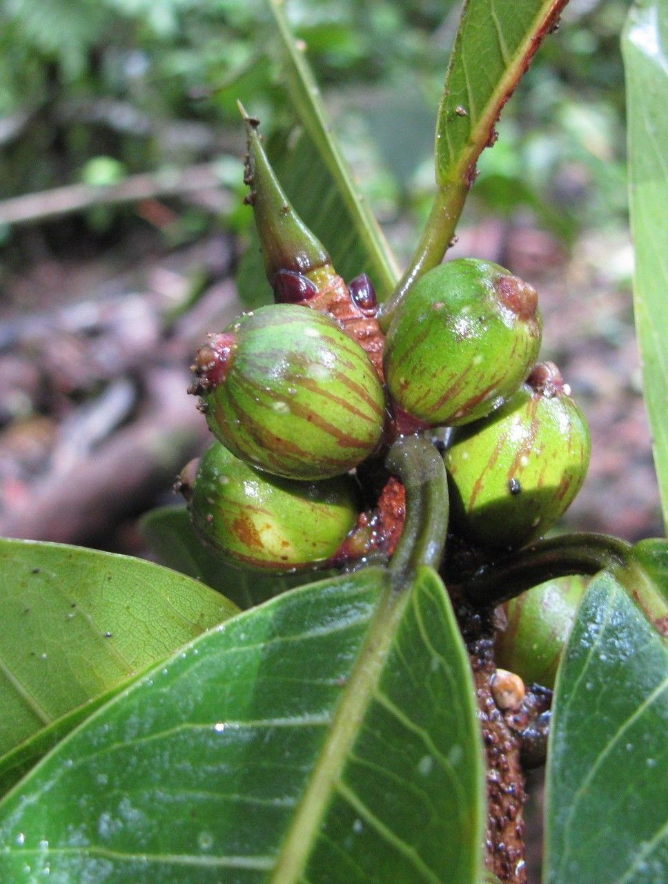 Ficus paraensis fruit