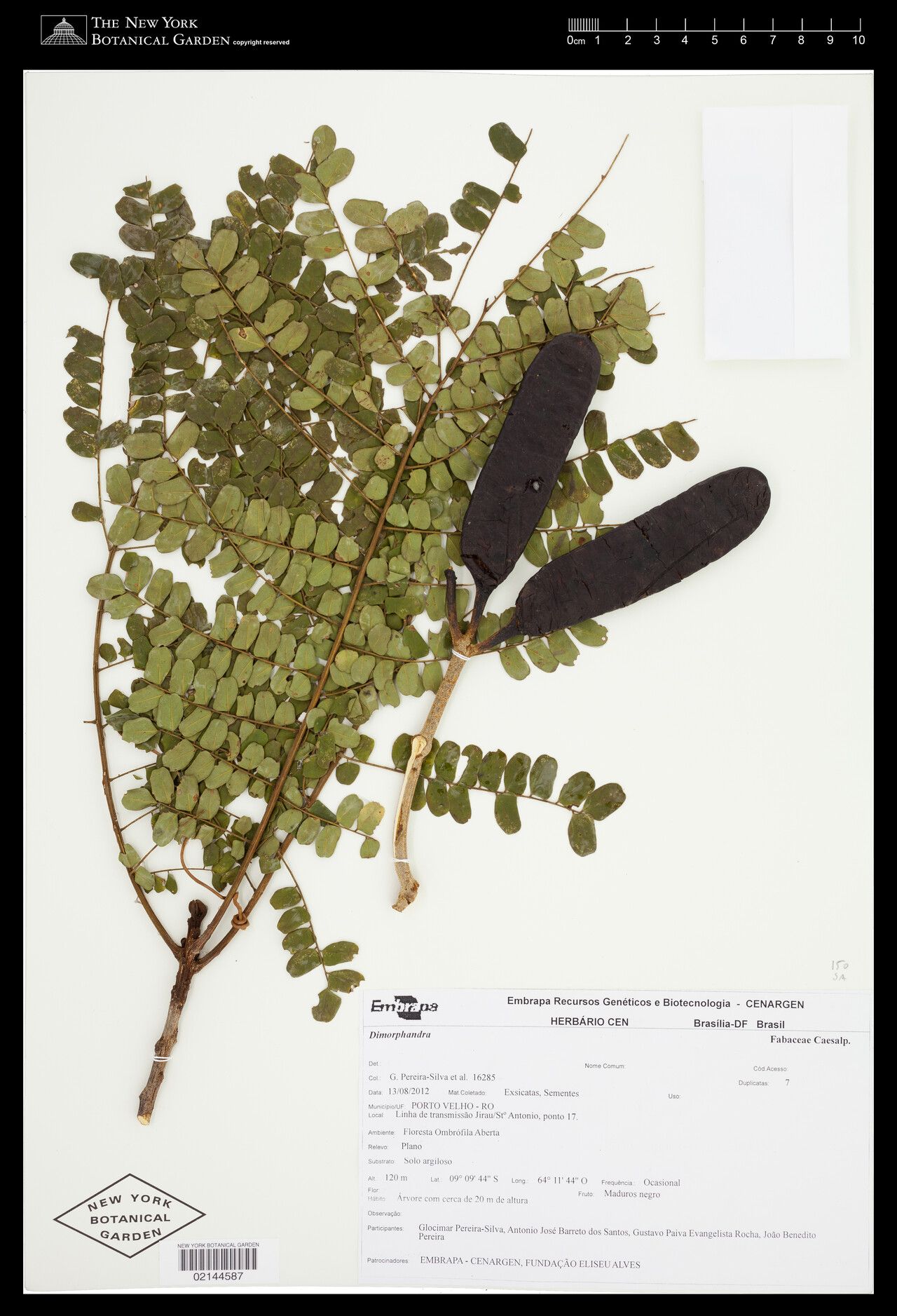 Dimorphandra parviflora — houseplant care guide