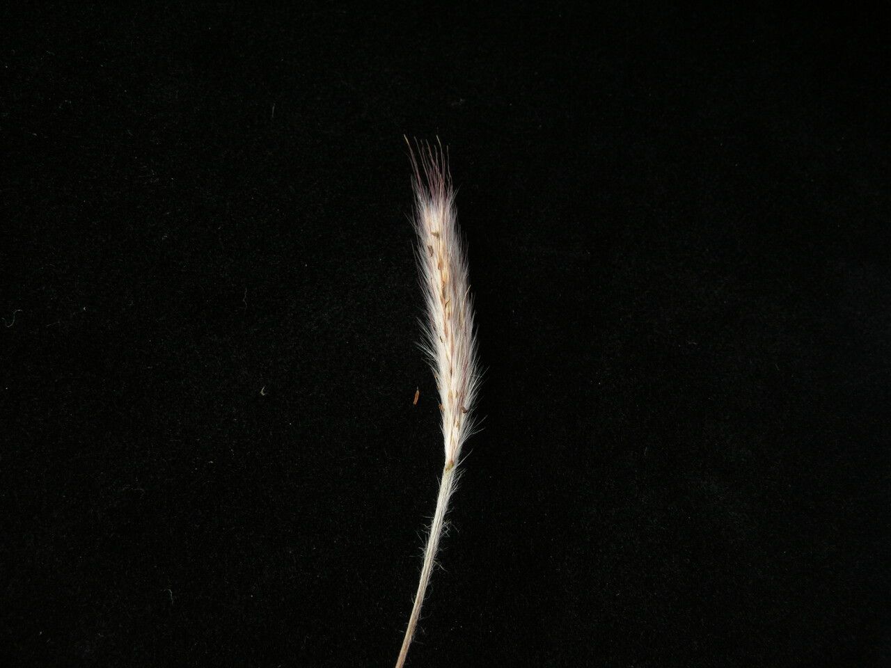 Eulalia mollis fruit