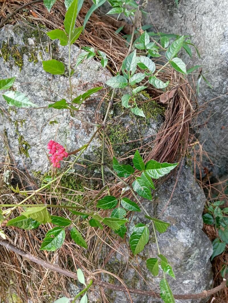 Cyphostemma microdipterum habit