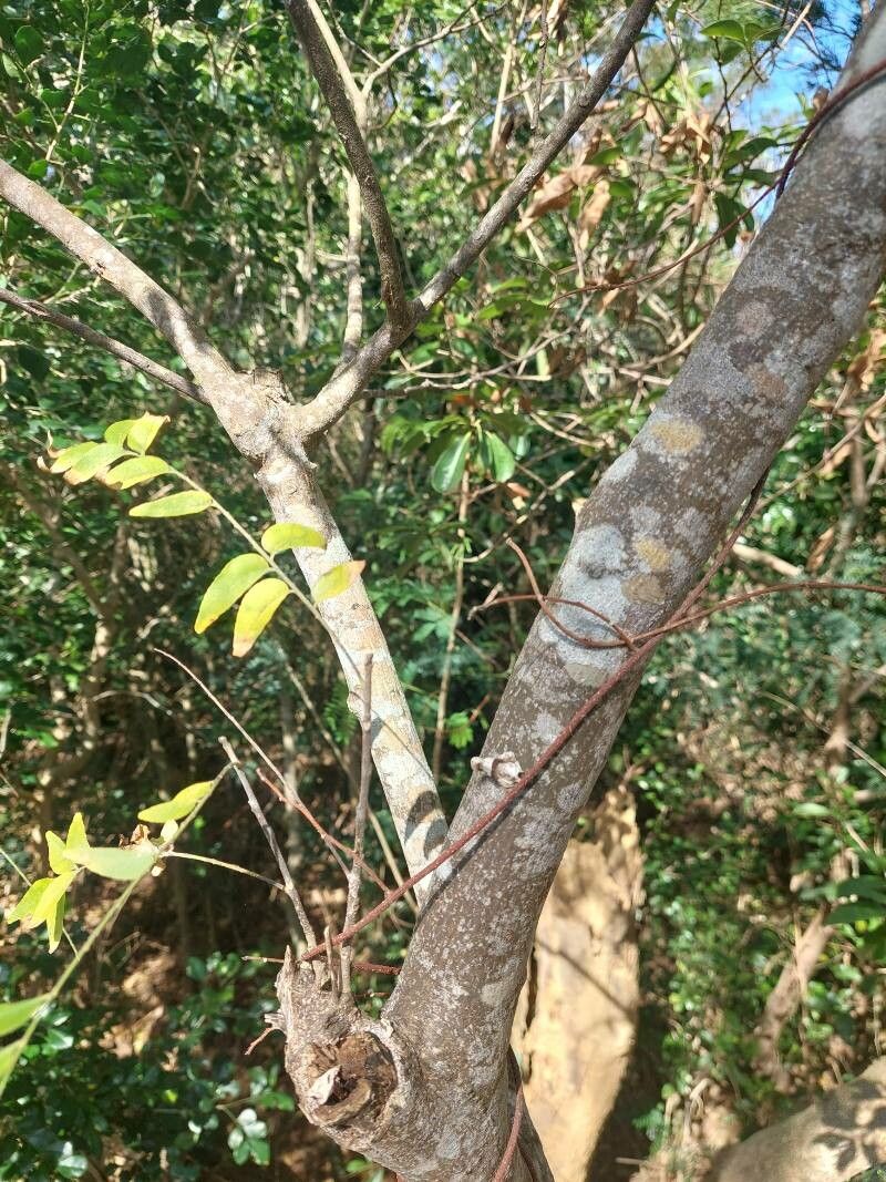 Clausena excavata bark