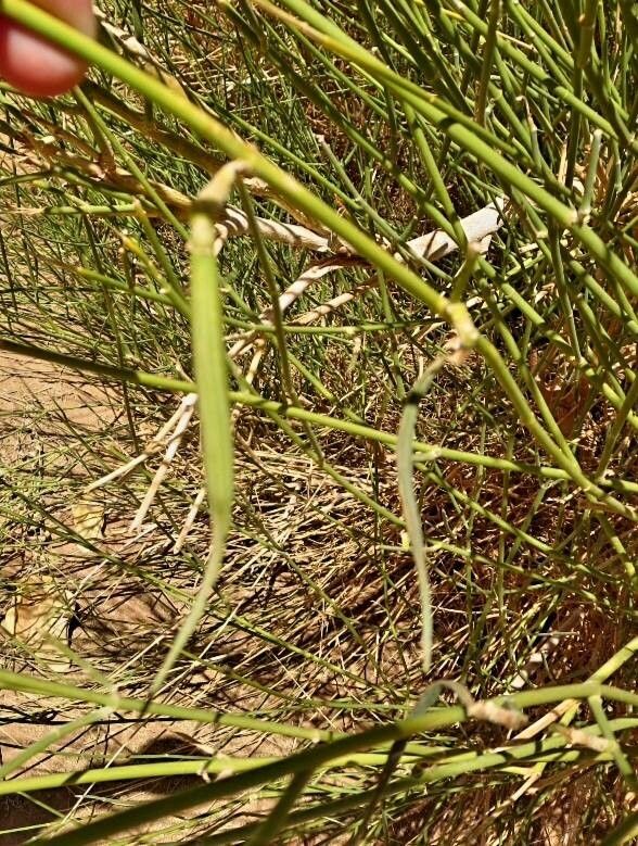 Leptadenia pyrotechnica fruit