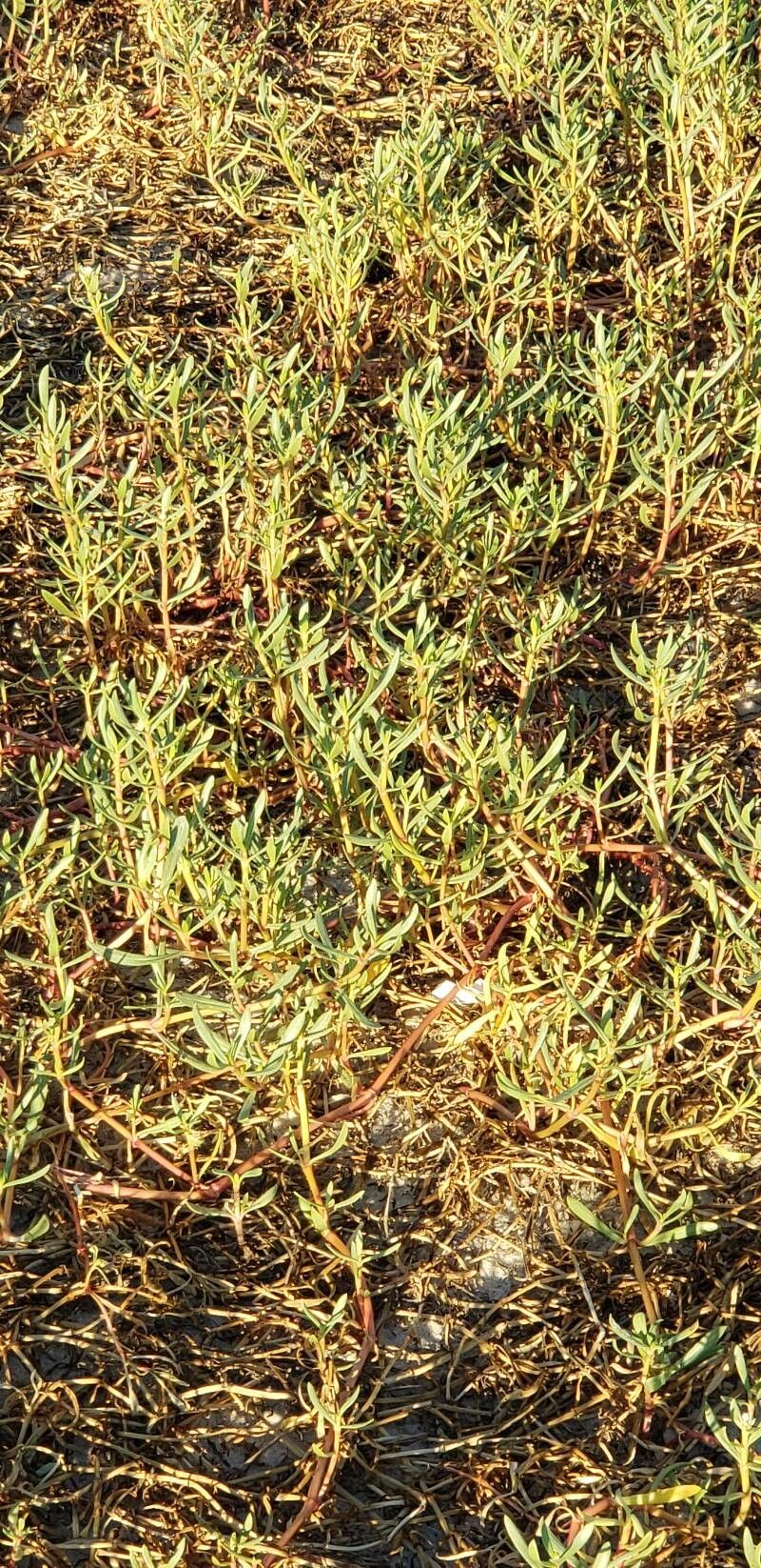 Gomphrena vermicularis — search result for 'Gomphrena'