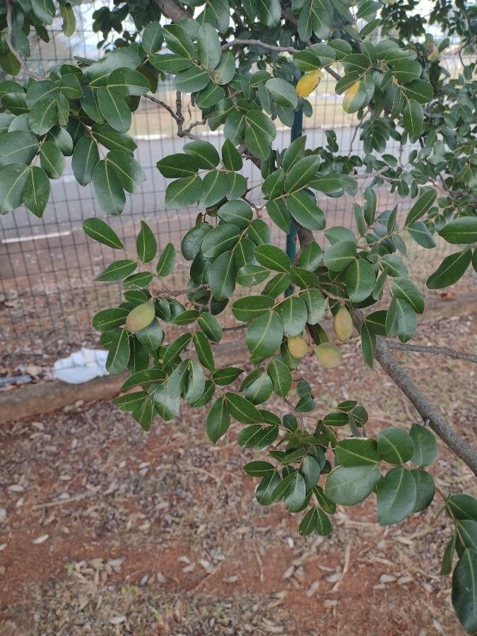 Copaifera langsdorffii leaf