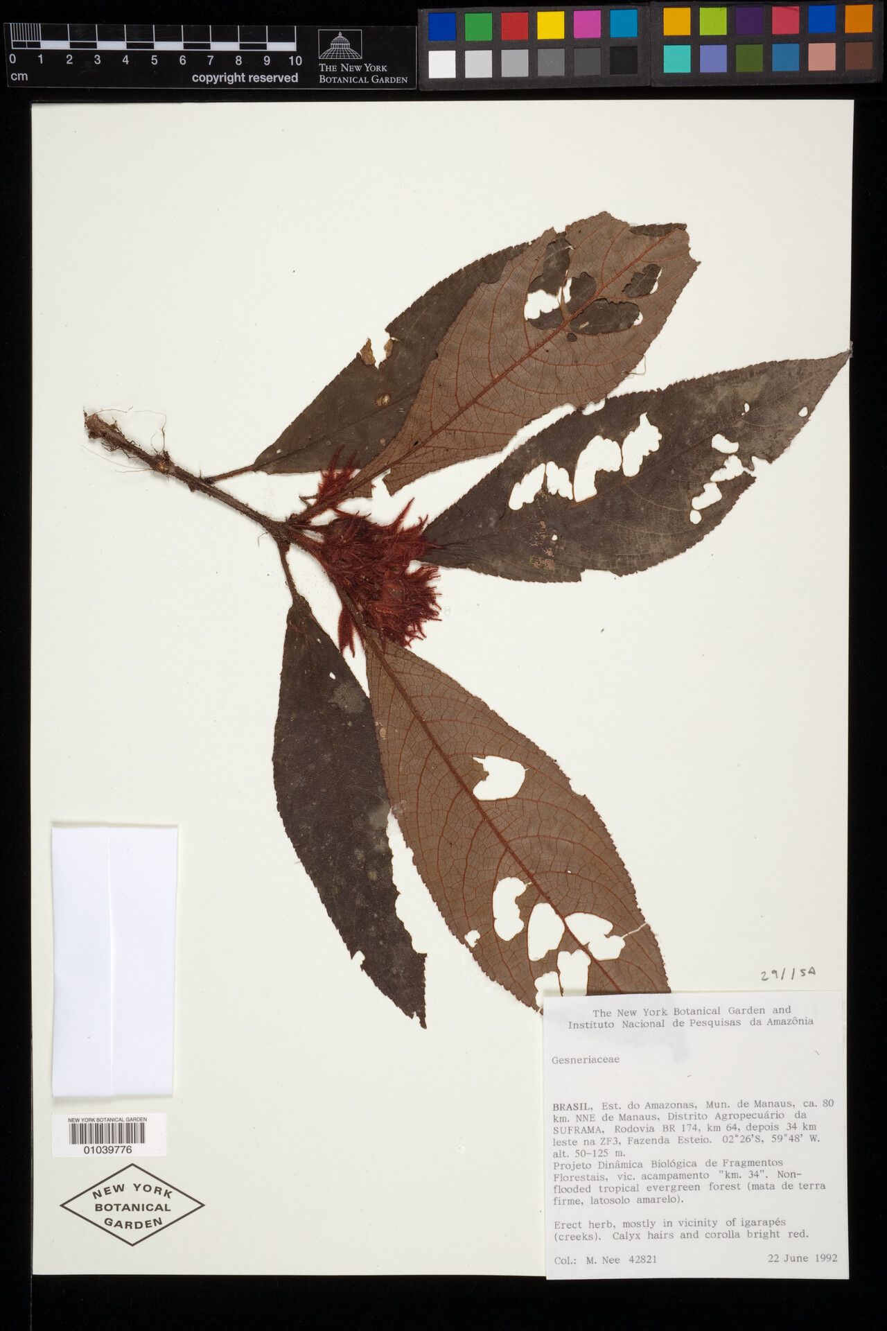 Nautilocalyx fasciculatus — related species from the same genus