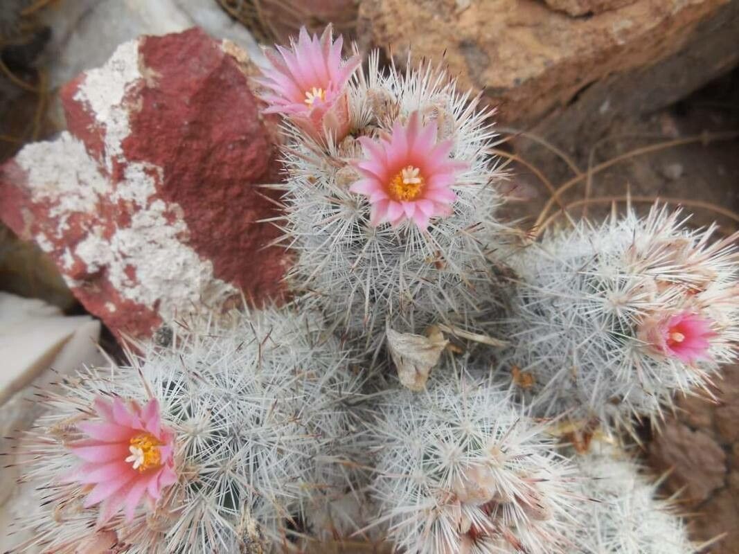 Escobaria sneedii flower