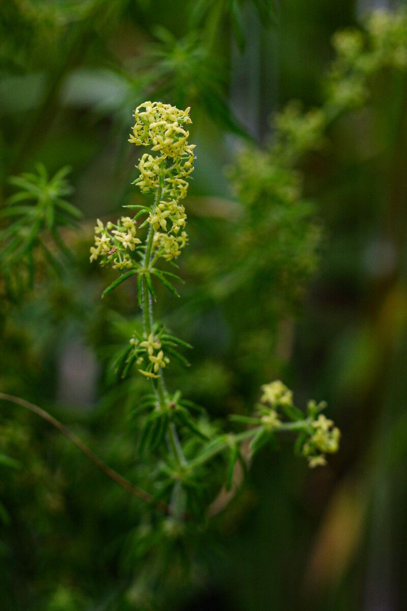 Galium bussei — houseplant care guide