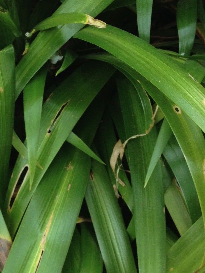 Iris japonica — search result for 'Iris'