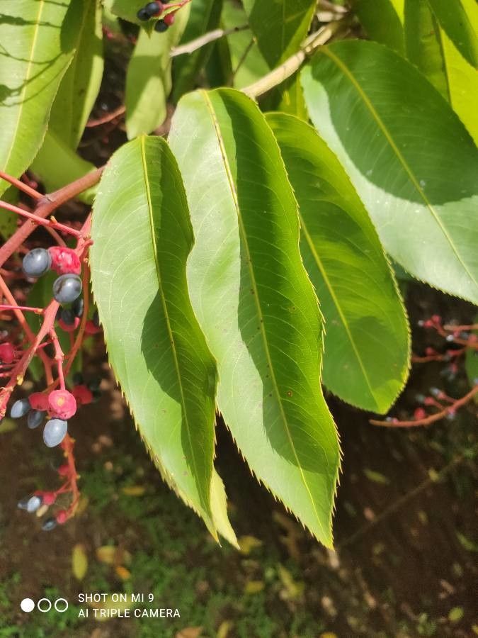 Ouratea castaneifolia — related species from the same genus