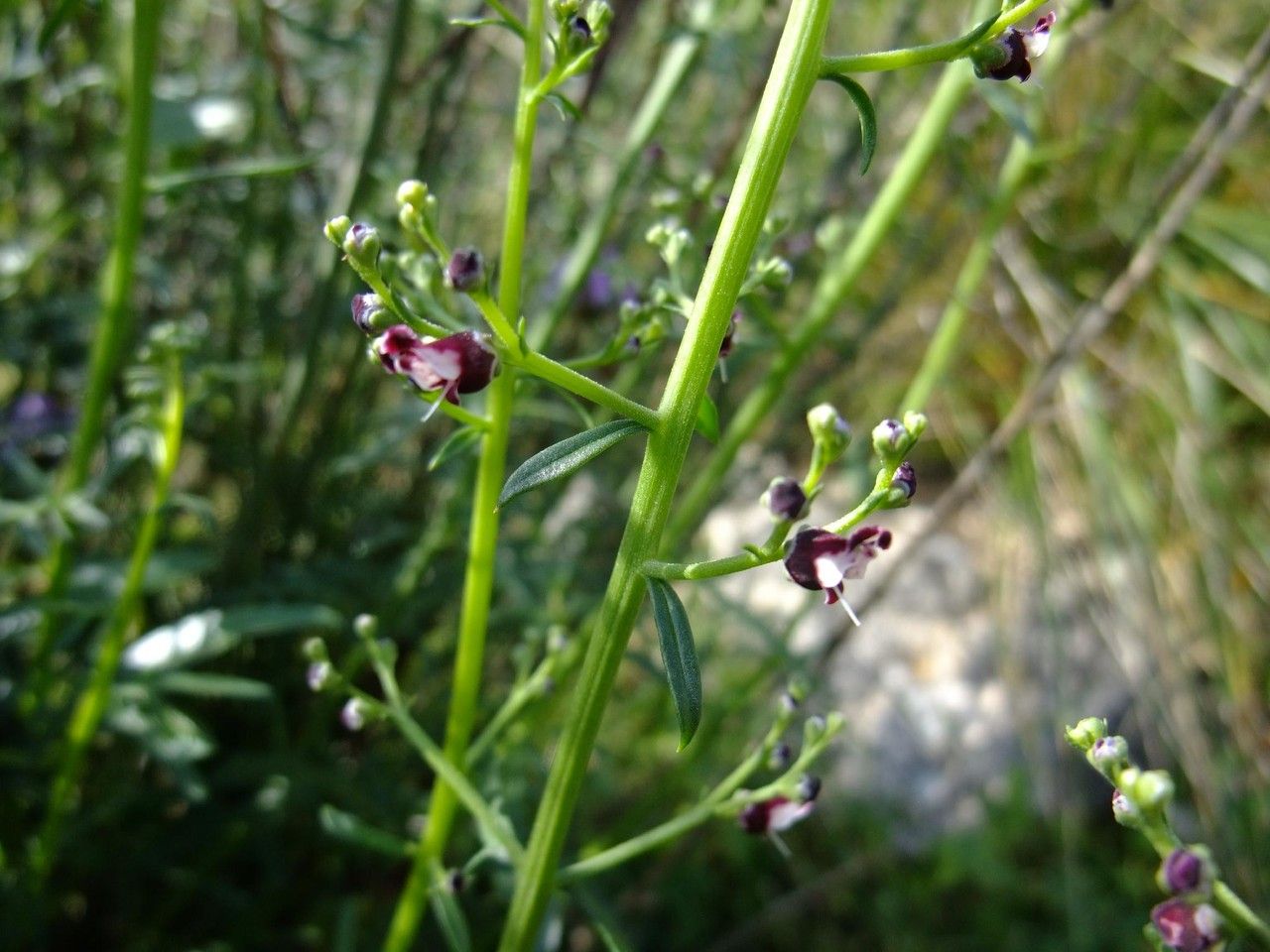 Scrophularia lucida bark