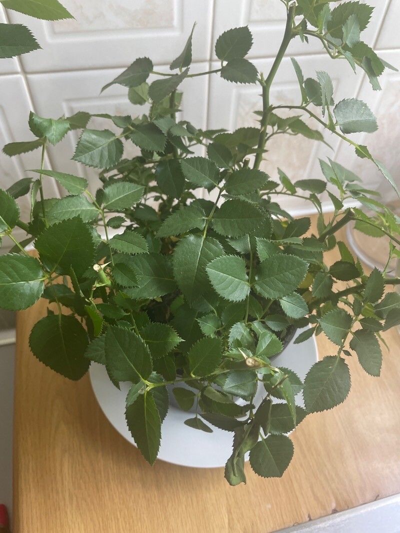 Rosa obtusifolia flower