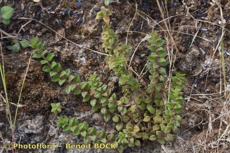 Micromeria forbesii — houseplant care guide