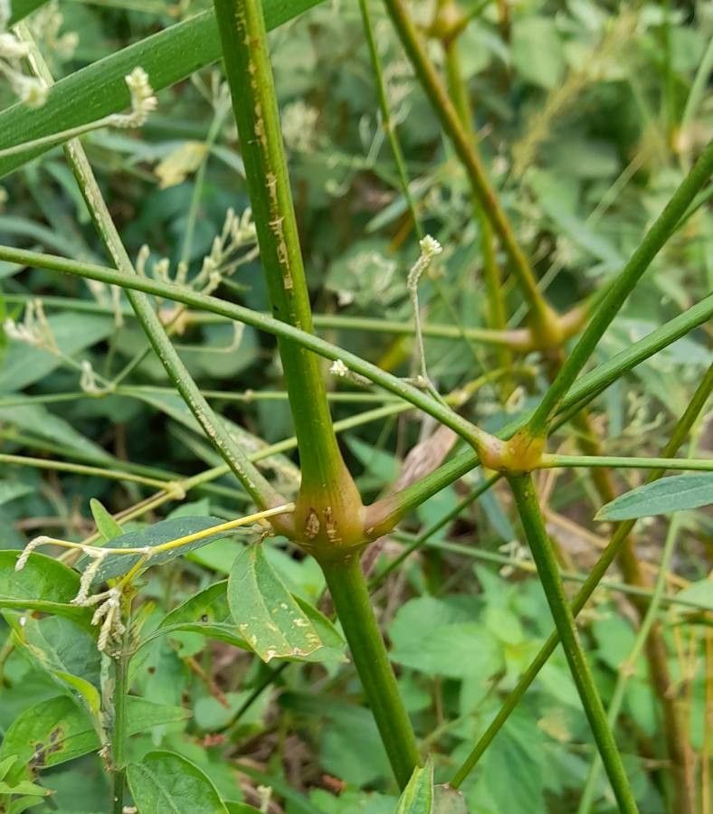 Pfaffia glomerata other