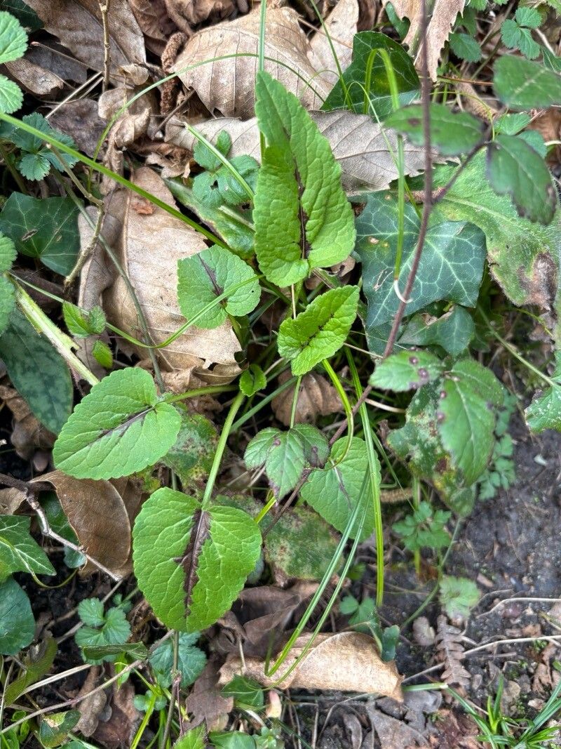 Phyteuma × pyrenaeum — search result for 'Phyteuma'