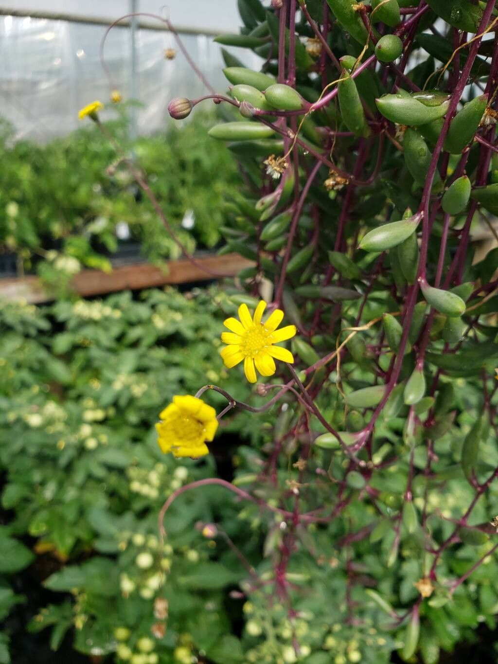 Crassothonna capensis flower