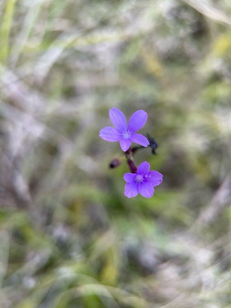 Buchnera longifolia — houseplant care guide