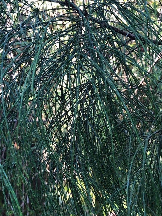 Gymnostoma nobile leaf